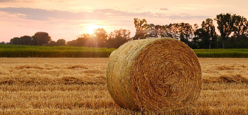 El pilar invisible del desarrollo agropecuario